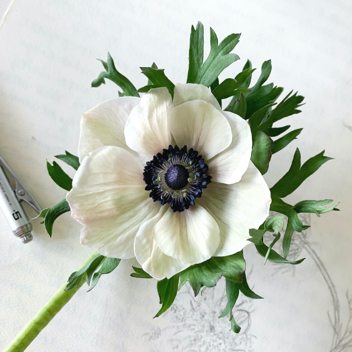 The Poppy Anemone — Kara Valentino Ffield